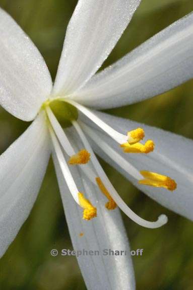 anthericum liliago graphic